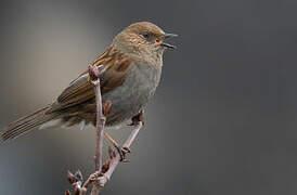 Japanese Accentor