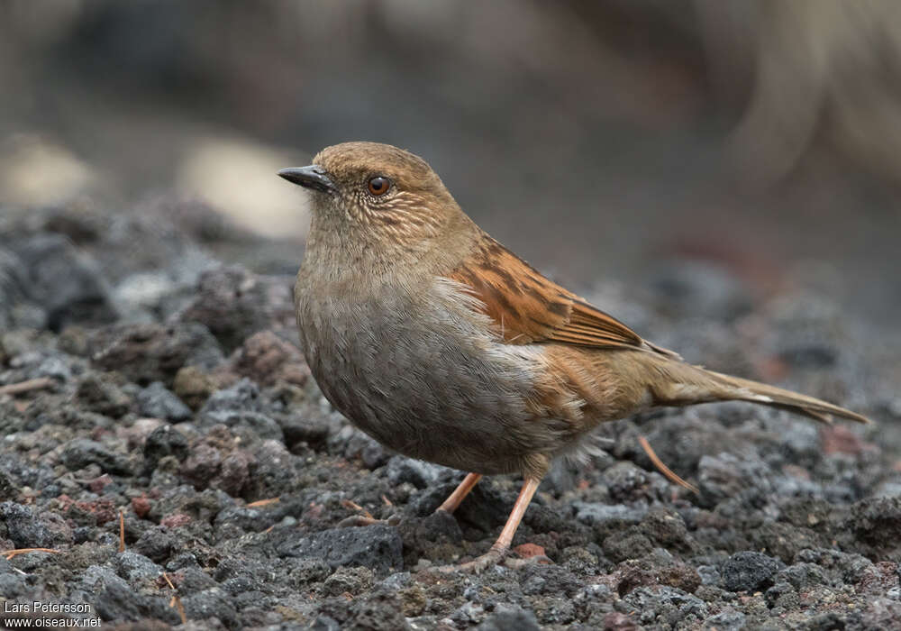 Accenteur du Japonadulte, identification