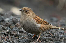 Japanese Accentor