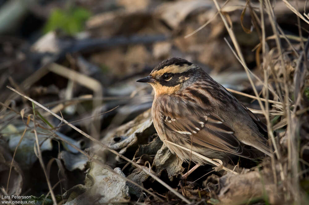 Accenteur montanelle, identification