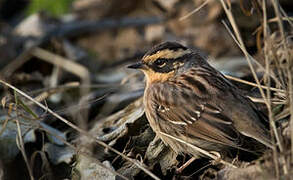 Siberian Accentor