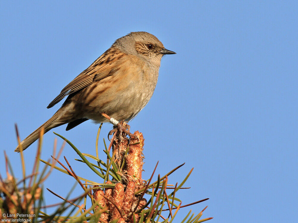 Dunnock