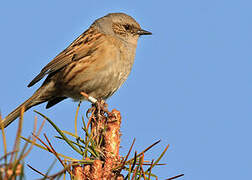 Dunnock