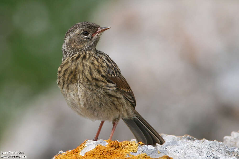 Robin Accentorjuvenile, identification