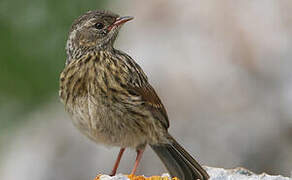 Robin Accentor