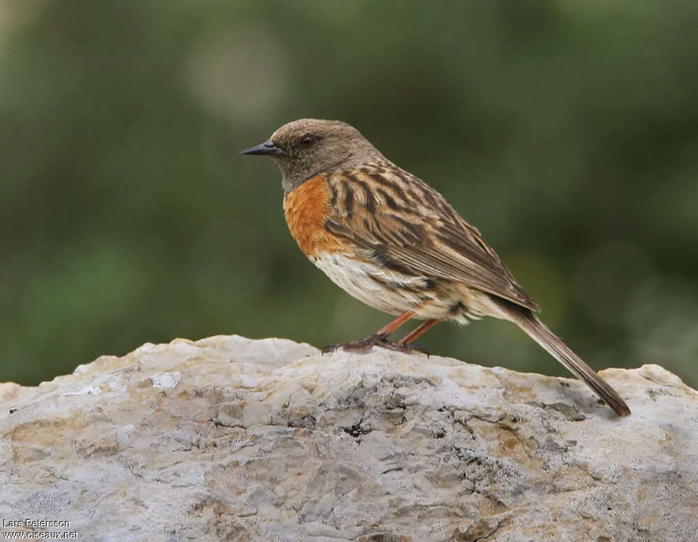 Robin Accentoradult breeding, identification