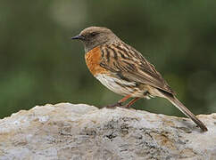 Robin Accentor