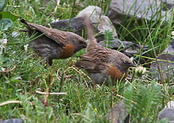 Robin Accentor