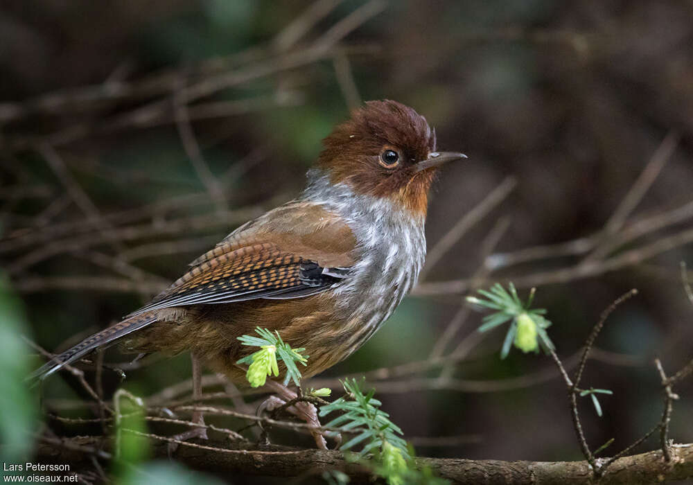 Taiwan Barwing