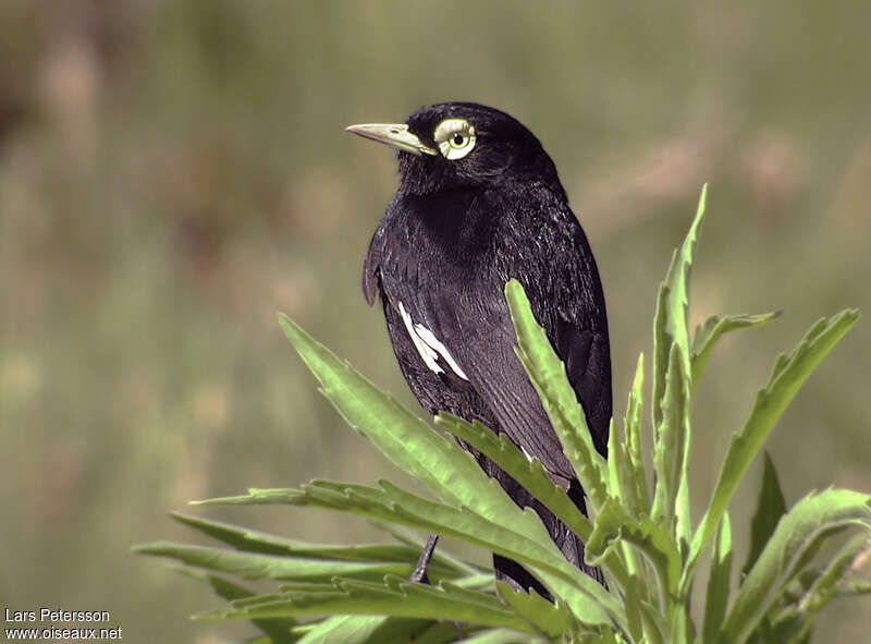 Spectacled Tyrant male adult, close-up portrait