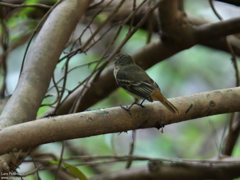 Amazonian Black Tyrant female adult, identification