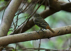 Amazonian Black Tyrant