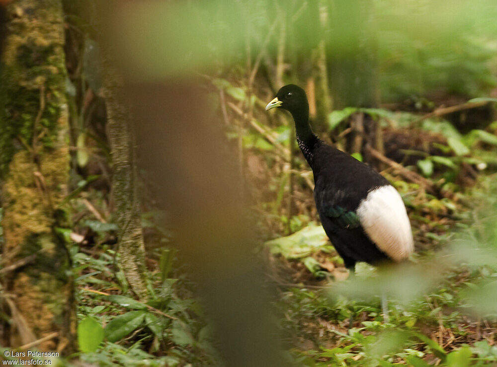 Agami à ailes blanches