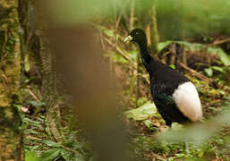 Pale-winged Trumpeter