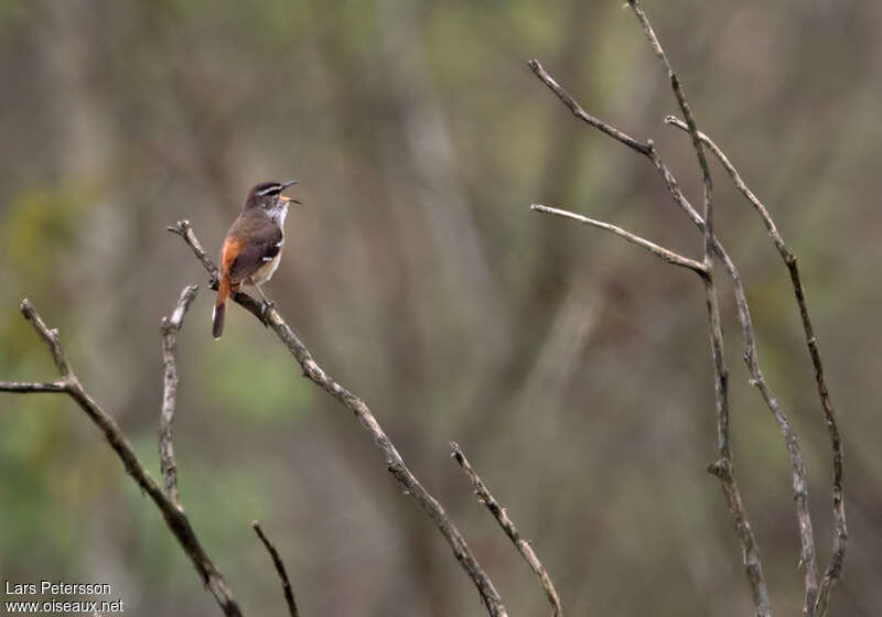 Brown-backed Scrub Robin male adult, identification