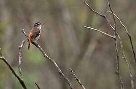 Brown-backed Scrub Robin