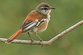 White-browed Scrub Robin