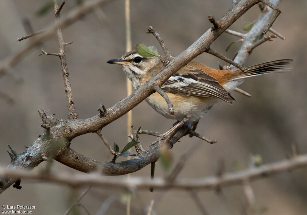 White-browed Scrub Robin