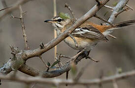 White-browed Scrub Robin