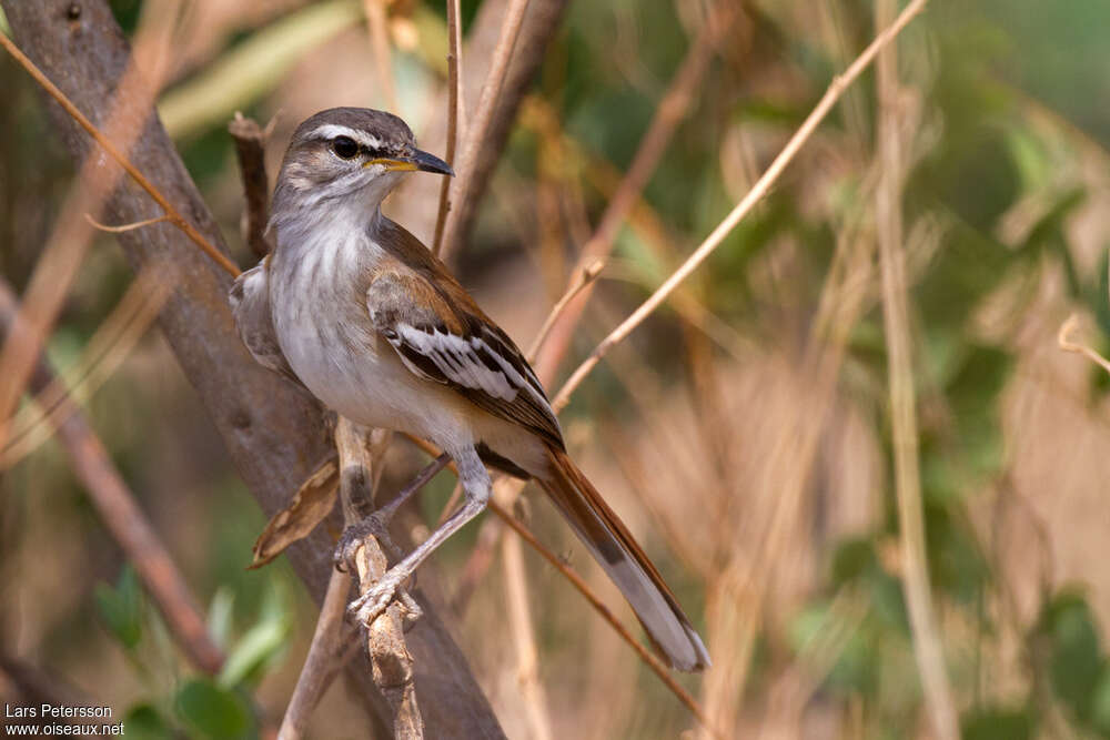 White-browed Scrub Robin