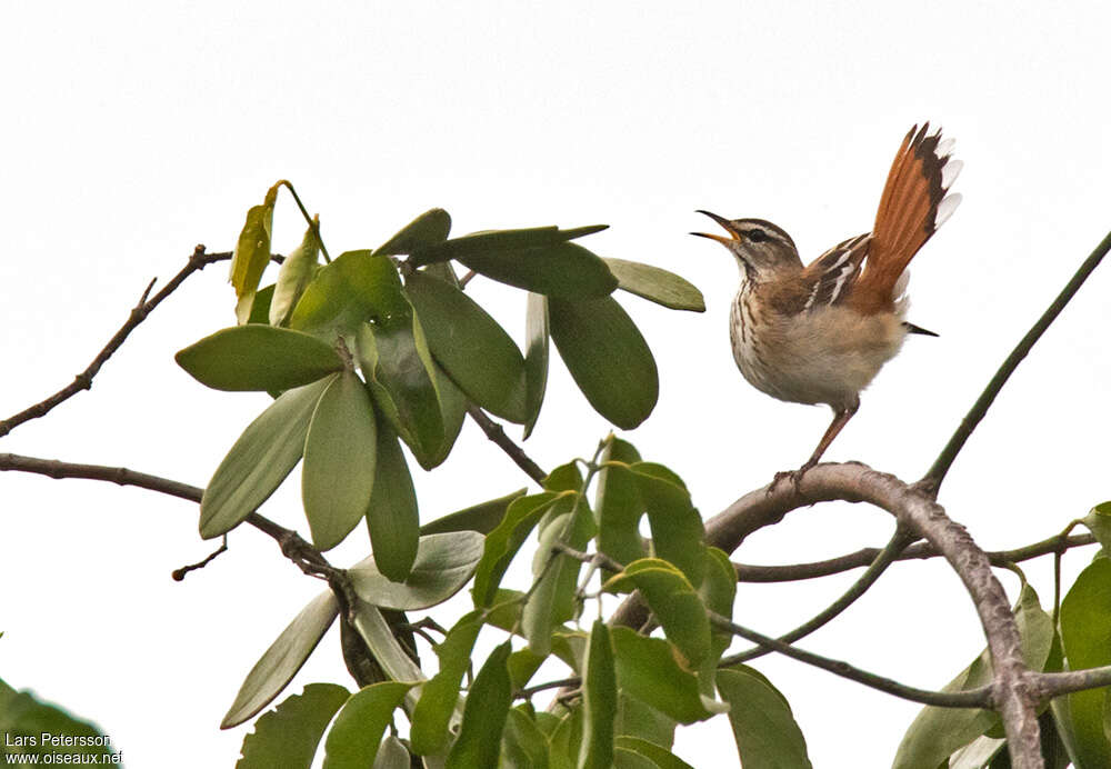 White-browed Scrub Robin