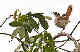 White-browed Scrub Robin