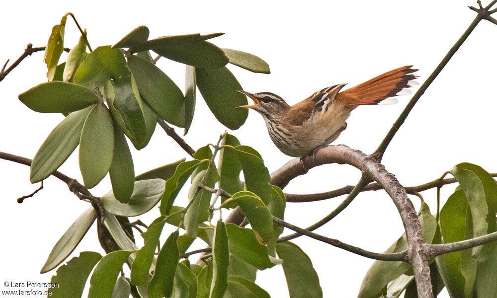 White-browed Scrub Robin