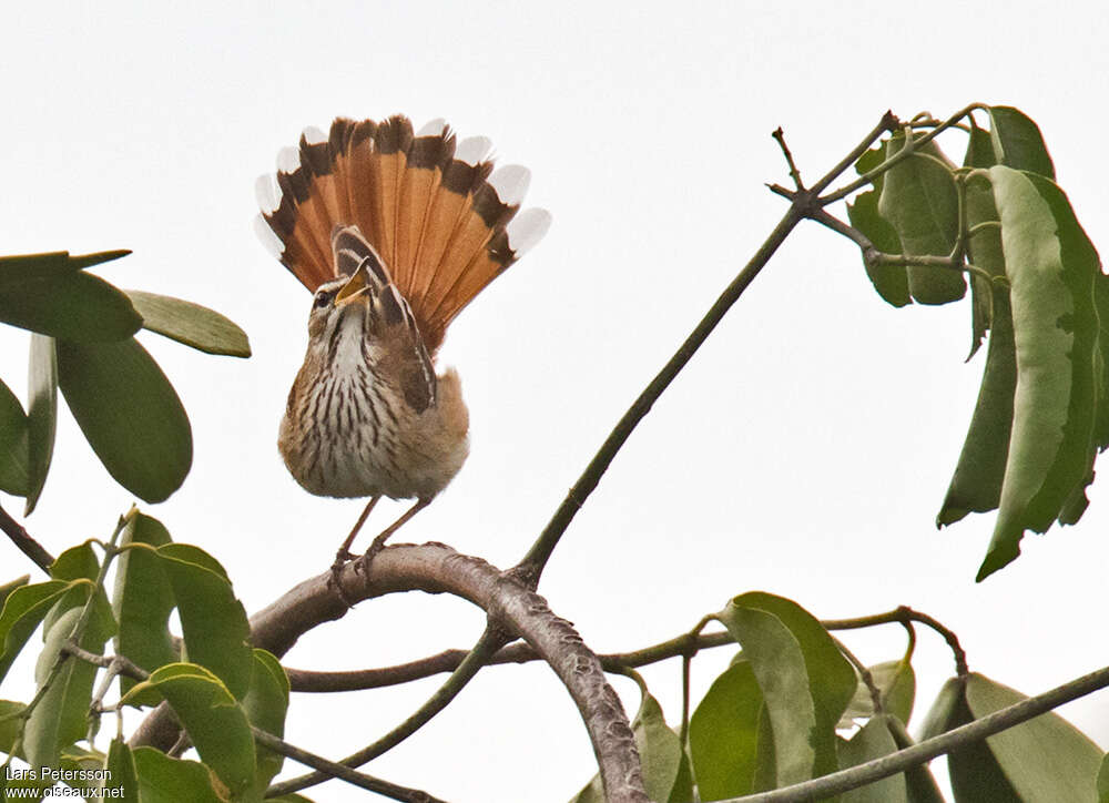 White-browed Scrub Robin male adult breeding, pigmentation, courting display, song