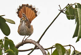 White-browed Scrub Robin