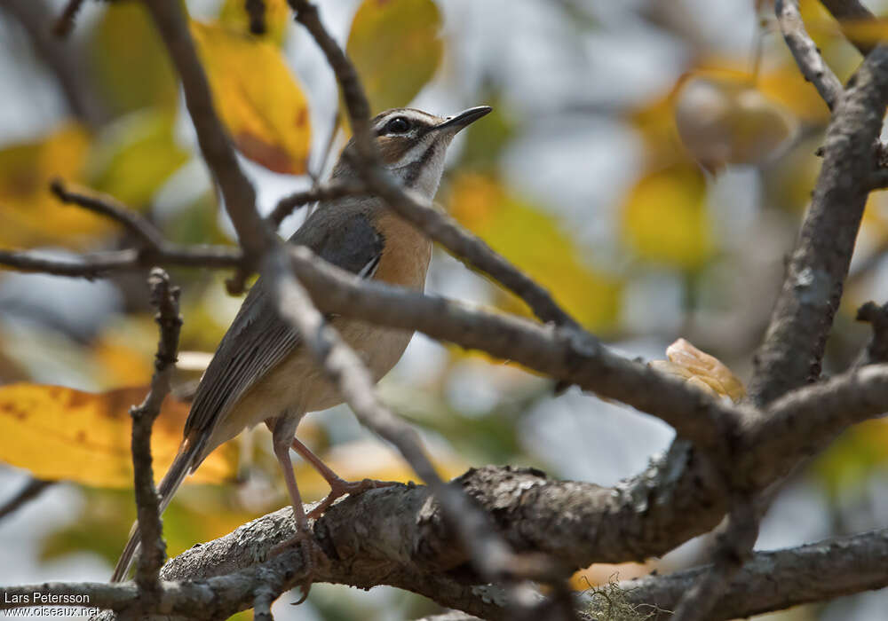 Miombo Scrub Robin