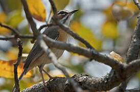 Miombo Scrub Robin