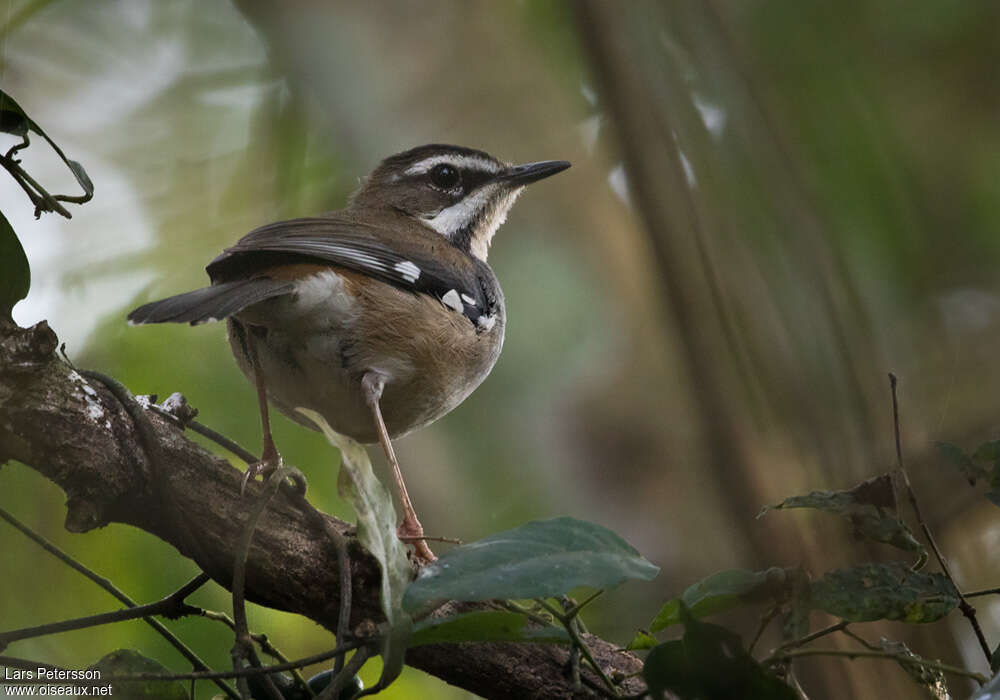 Agrobate du Ghanaadulte, identification