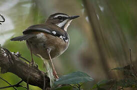 Forest Scrub Robin