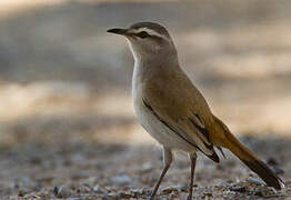 Kalahari Scrub Robin