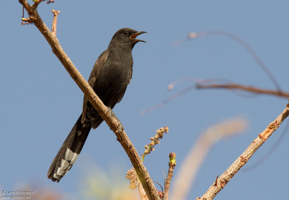 Black Scrub Robin