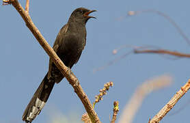 Black Scrub Robin