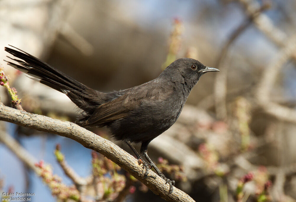 Black Scrub Robin