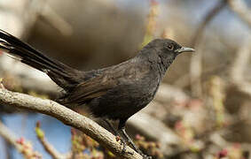 Black Scrub Robin