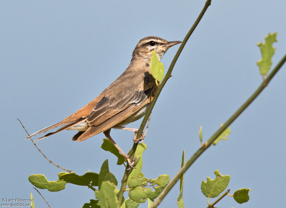 Rufous-tailed Scrub Robin