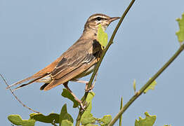 Rufous-tailed Scrub Robin