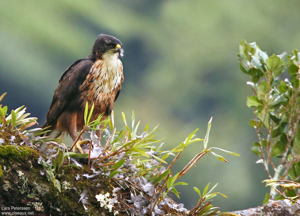 Aigle à ventre rouxadulte, identification