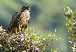 Aigle à ventre roux