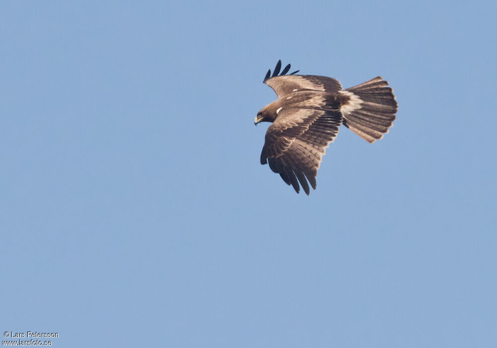 Booted Eagle