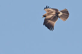 Booted Eagle