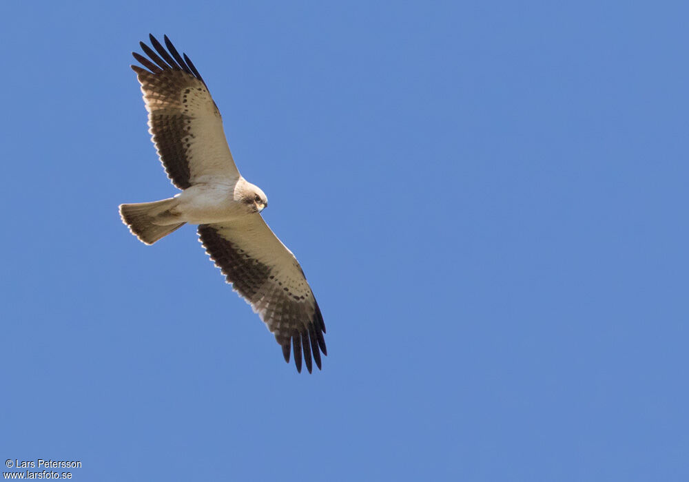 Aigle botté