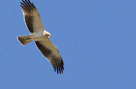 Booted Eagle