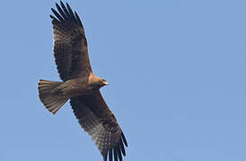 Booted Eagle