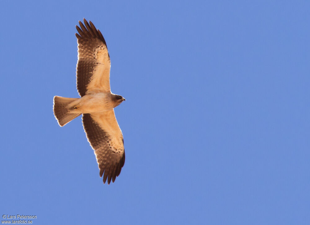 Booted Eagle