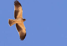 Booted Eagle