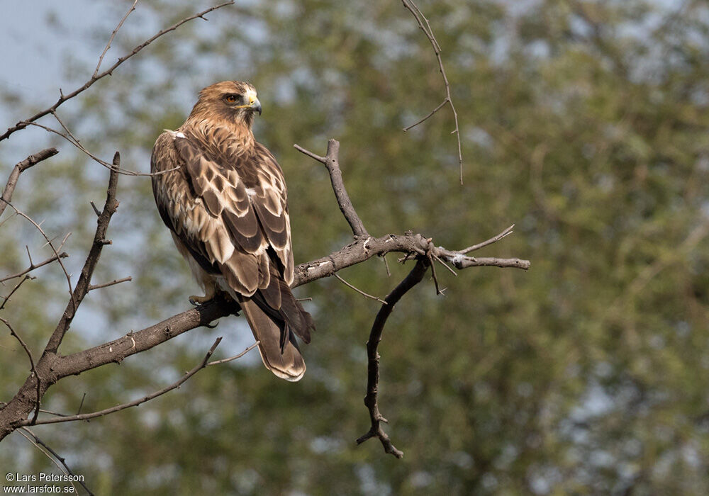 Booted Eagle